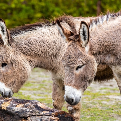 Amiatina donkey - De Zonnegloed - Animal park - Animal refuge centre 